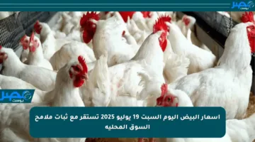 أسعار البيض اليوم السبت 19 يوليو 2025 تستقر مع ثبات ملامح السوق المحلية